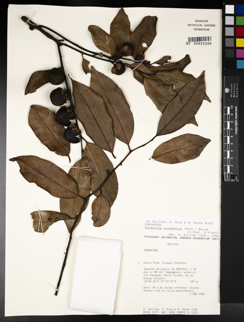 Diospyros yomomo photo 3