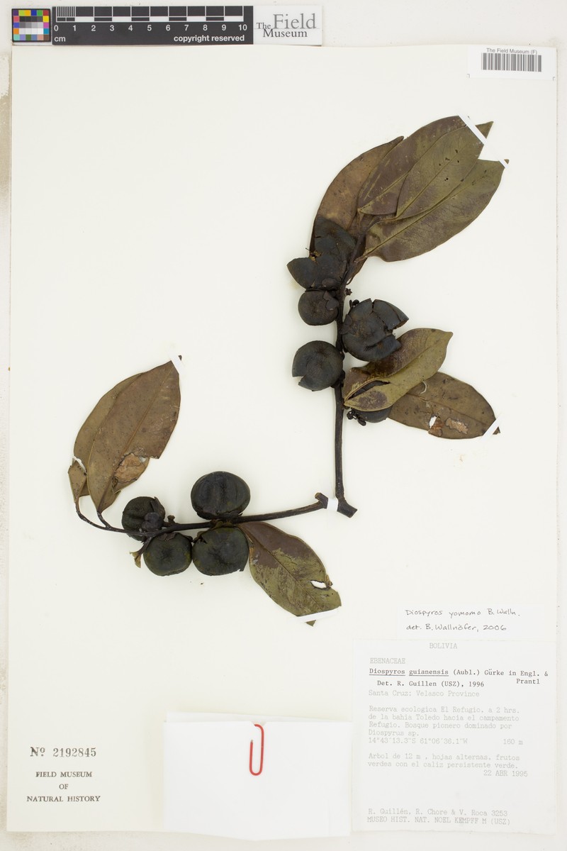Diospyros yomomo photo 4