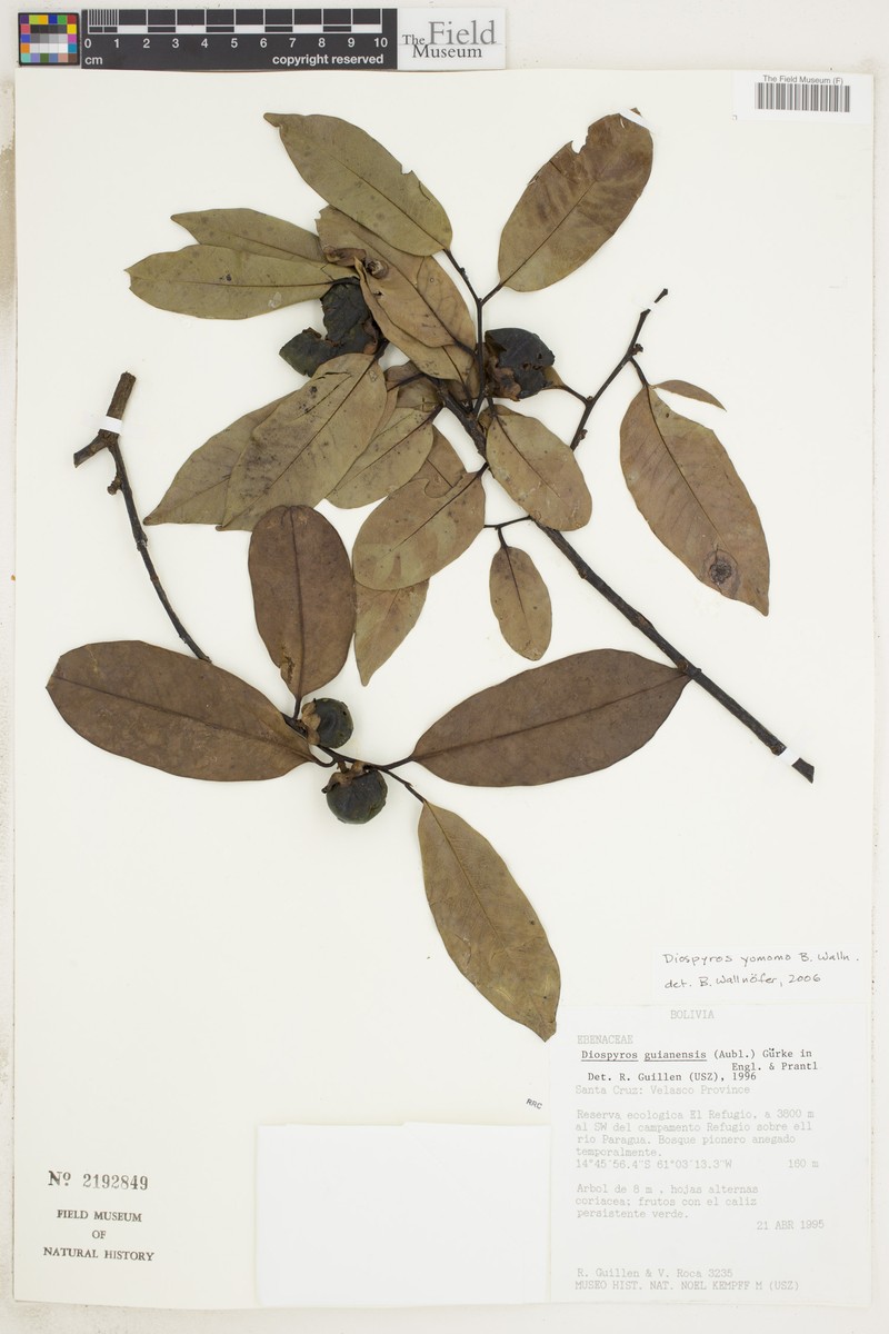 Diospyros yomomo photo 5