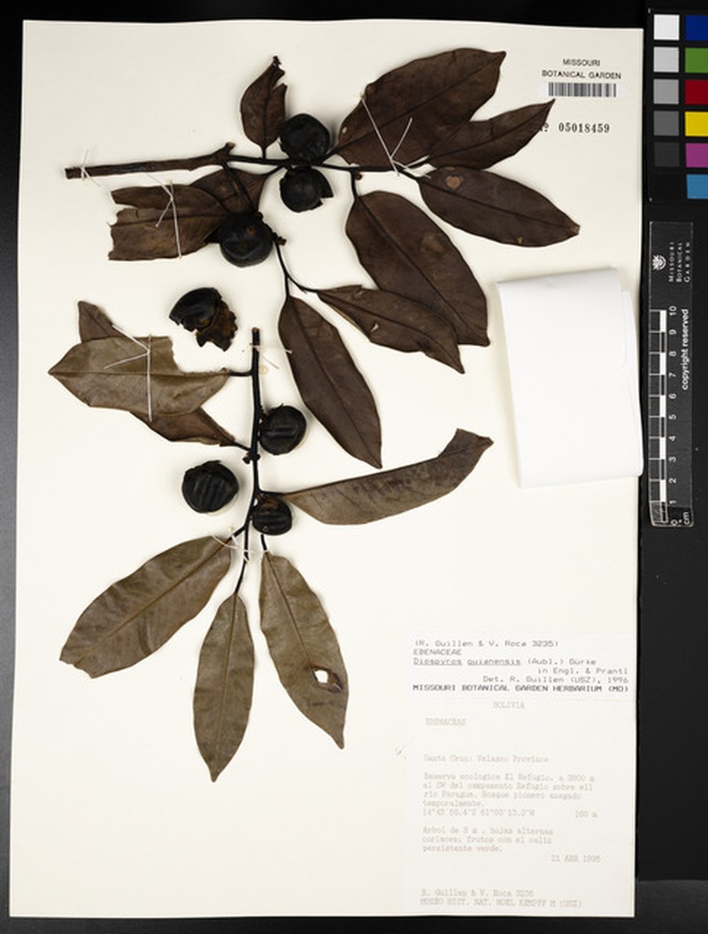 Diospyros yomomo photo 6