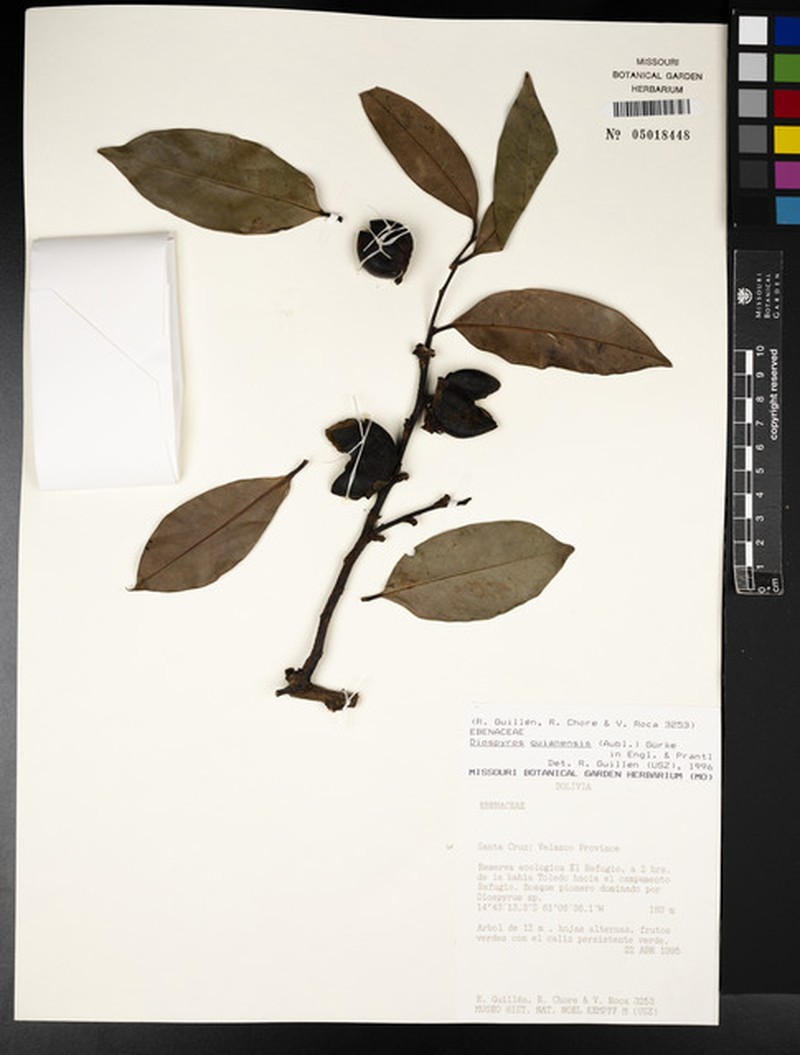 Diospyros yomomo photo 7