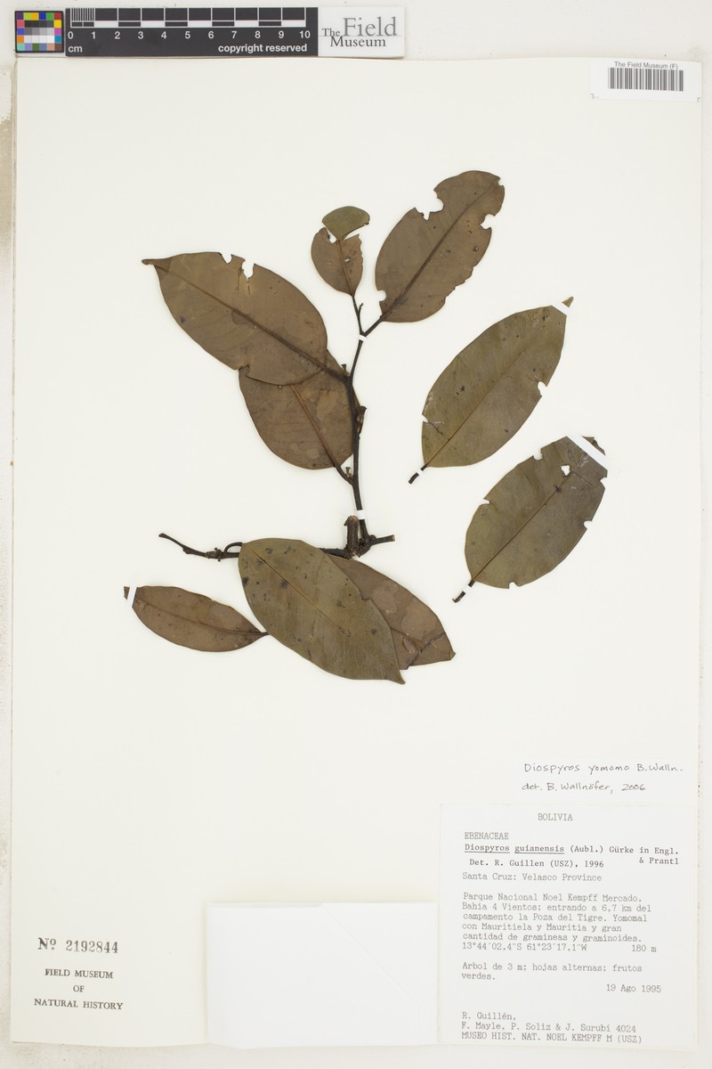 Diospyros yomomo photo 8