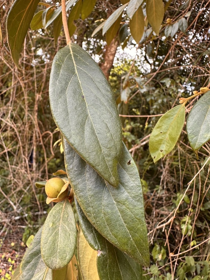Diospyros yucatanensis