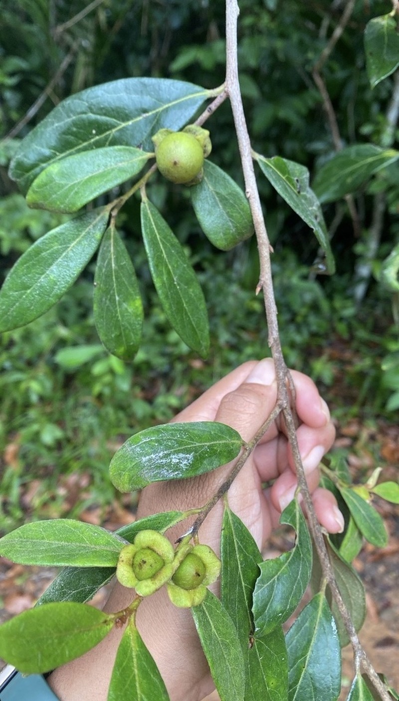 Diospyros yucatanensis photo 2