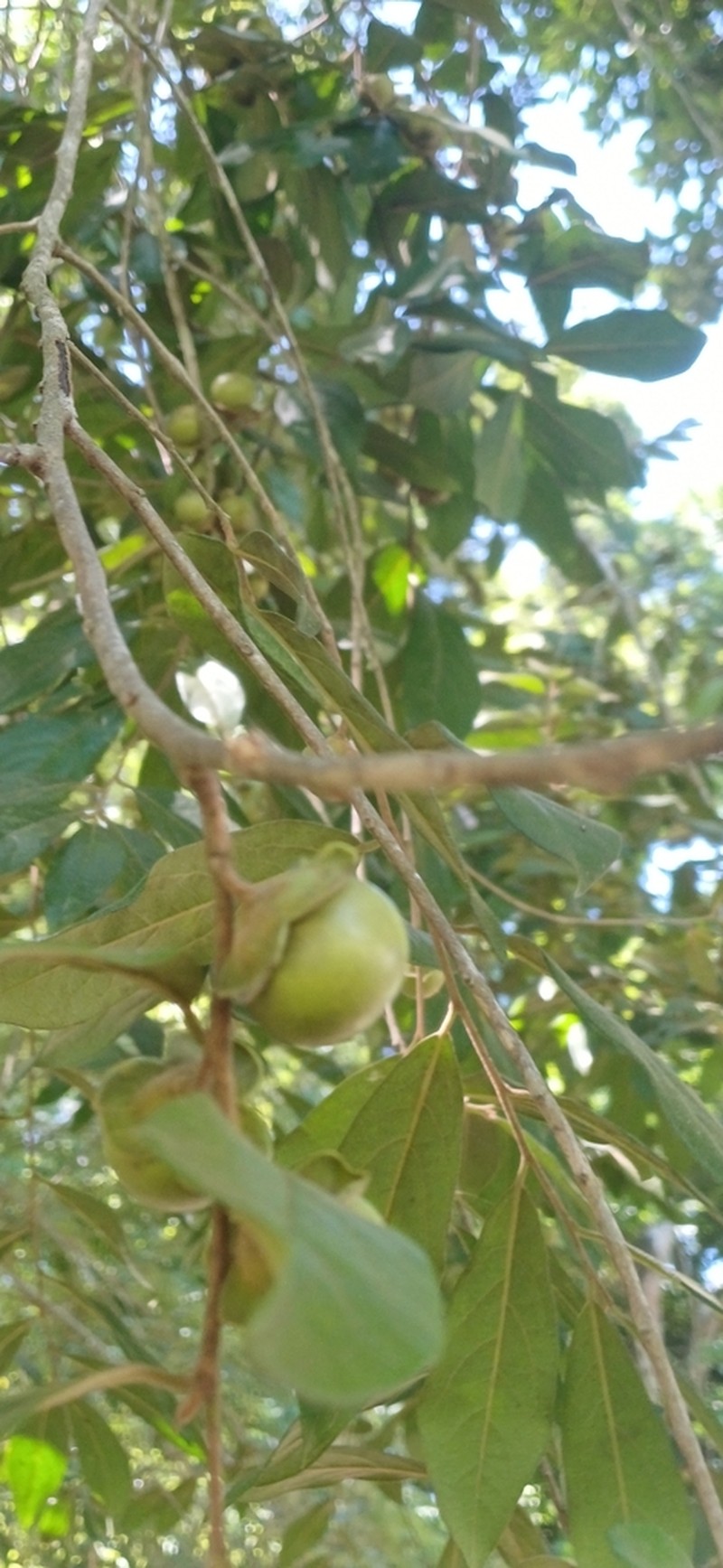 Diospyros yucatanensis photo 3