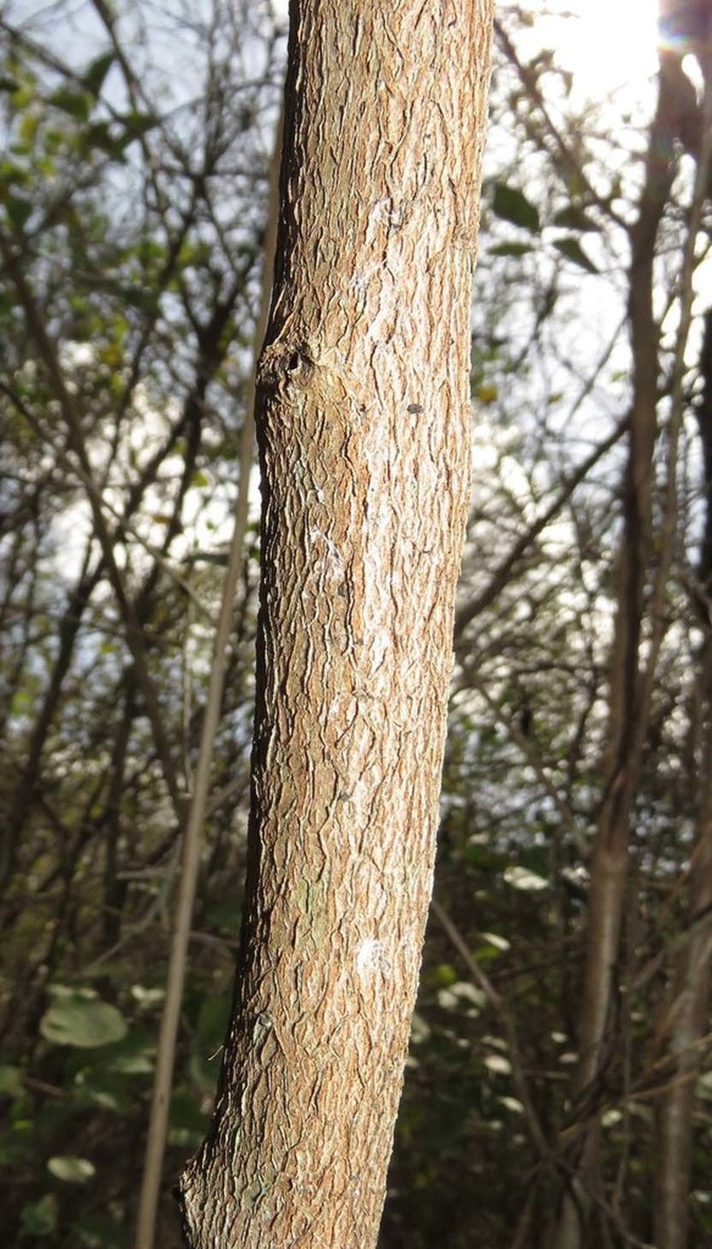Diospyros yucatanensis photo 4
