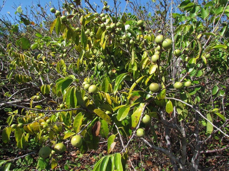 Diospyros yucatanensis photo 5