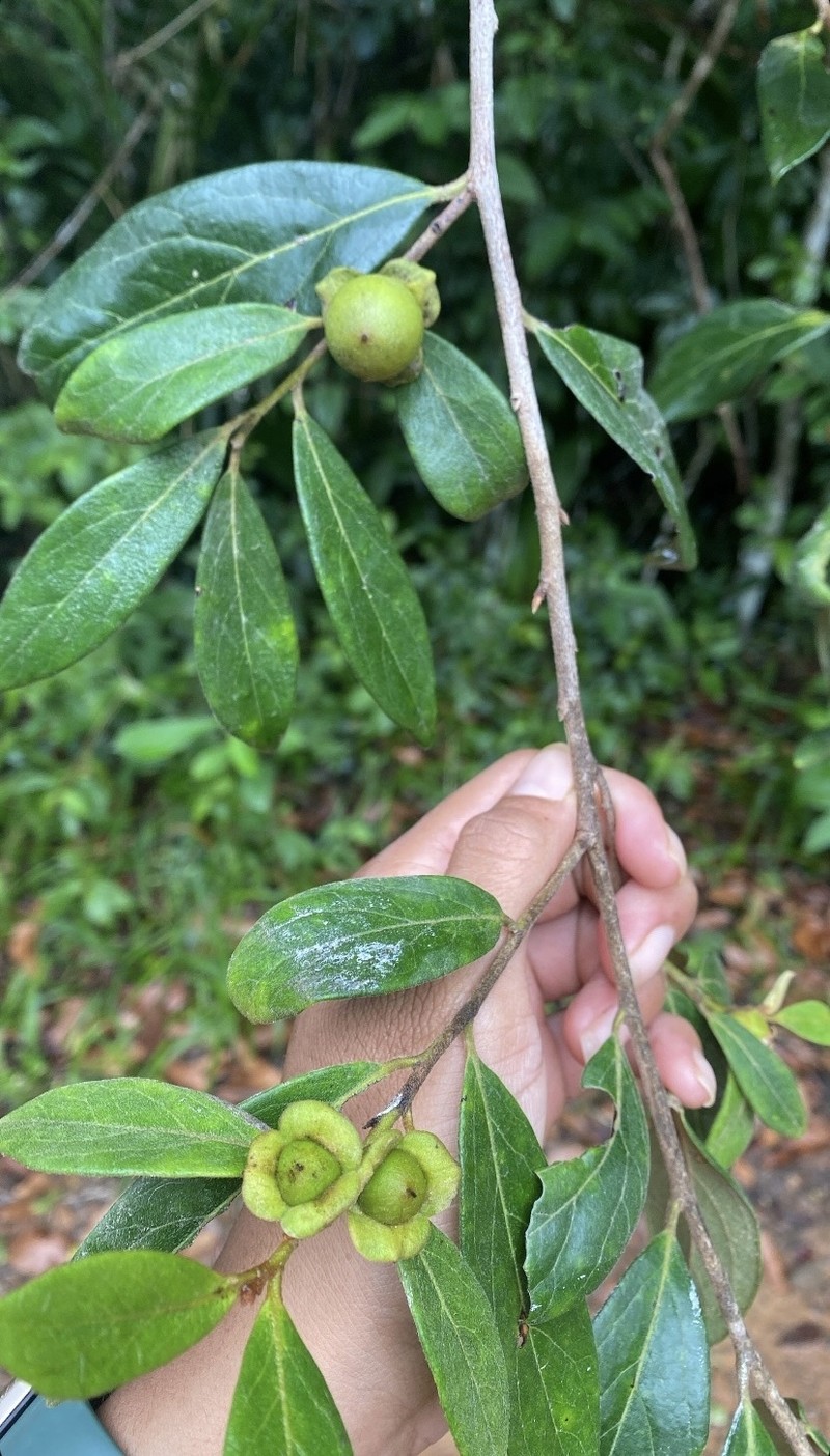 Diospyros yucatanensis photo 6