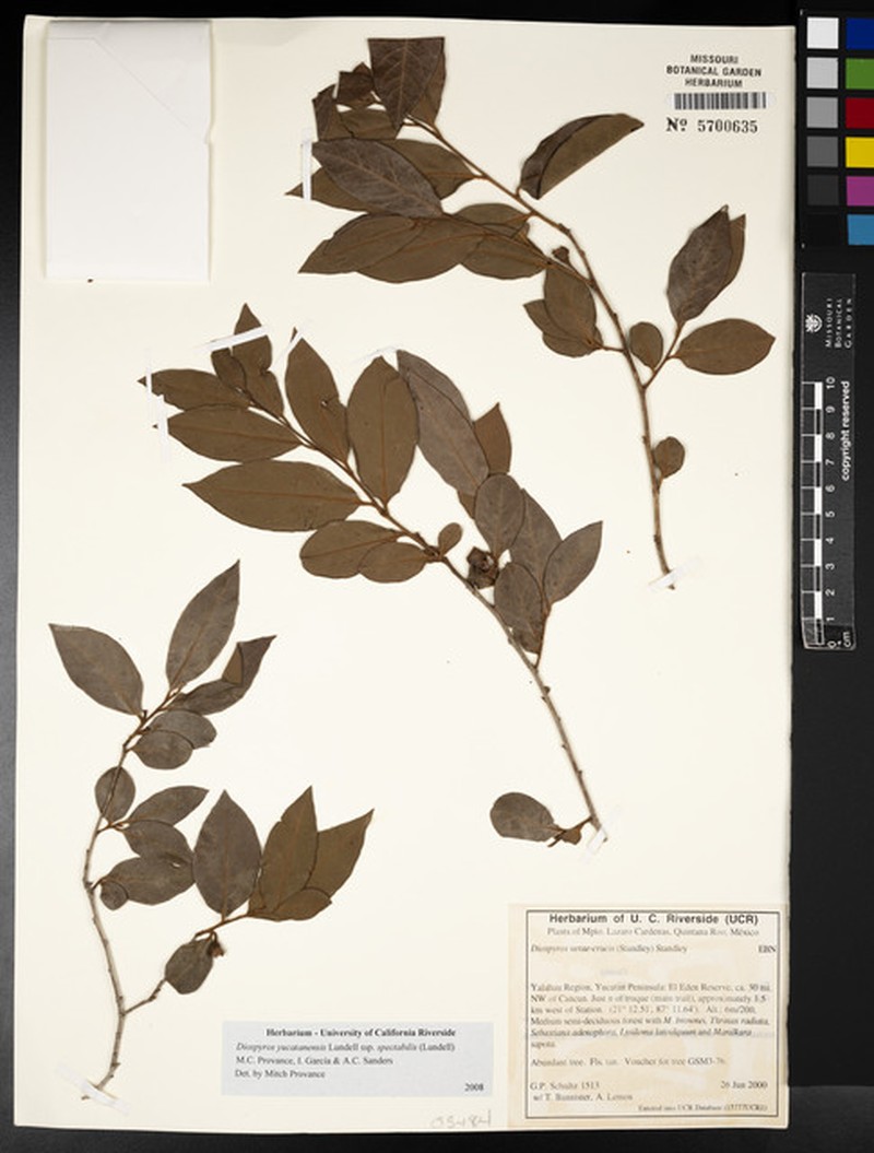 Diospyros yucatanensis subsp. spectabilis