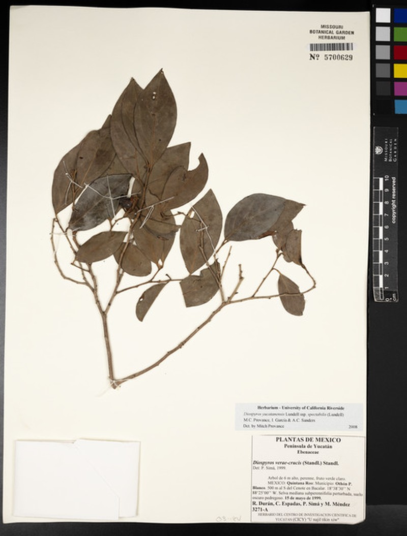 Diospyros yucatanensis subsp. spectabilis photo 2