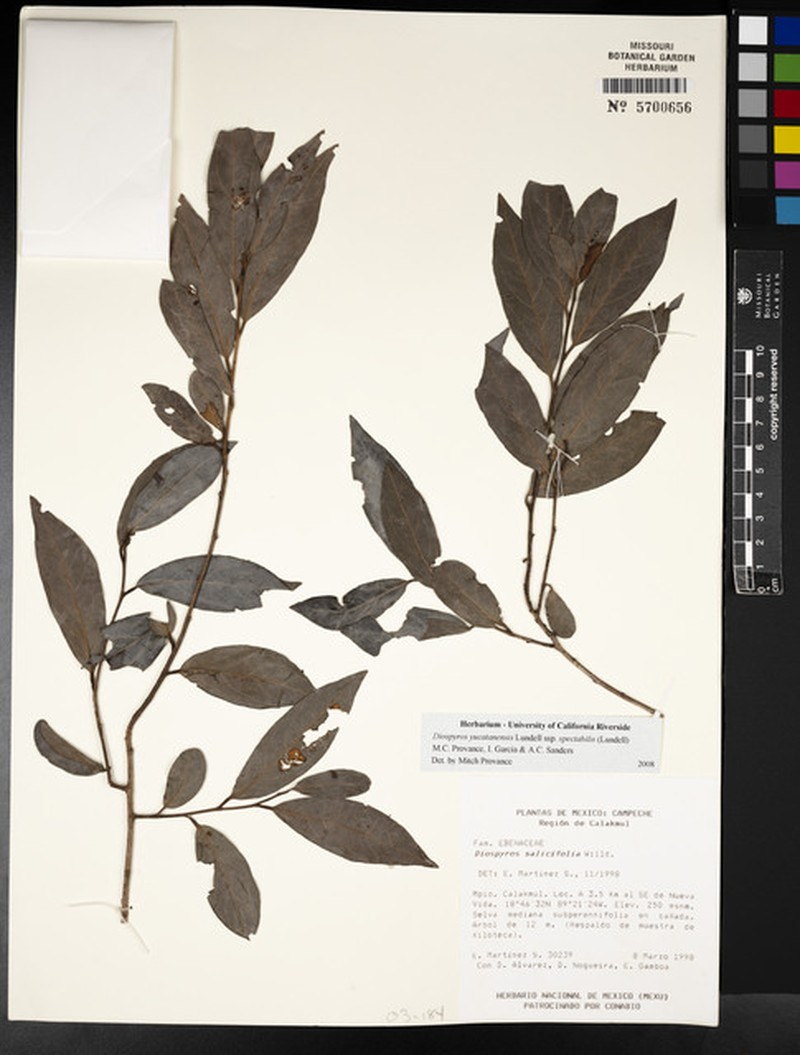 Diospyros yucatanensis subsp. spectabilis photo 3