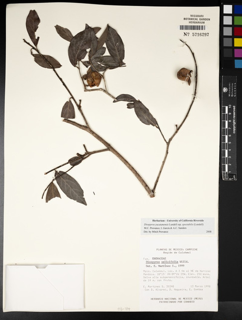 Diospyros yucatanensis subsp. spectabilis photo 4