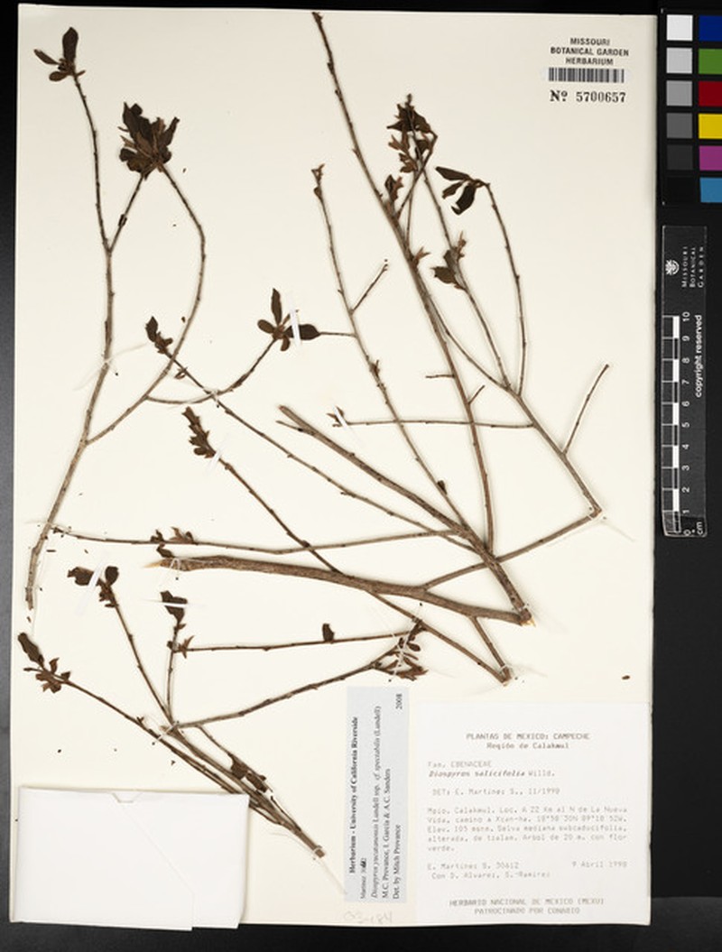 Diospyros yucatanensis subsp. spectabilis photo 5