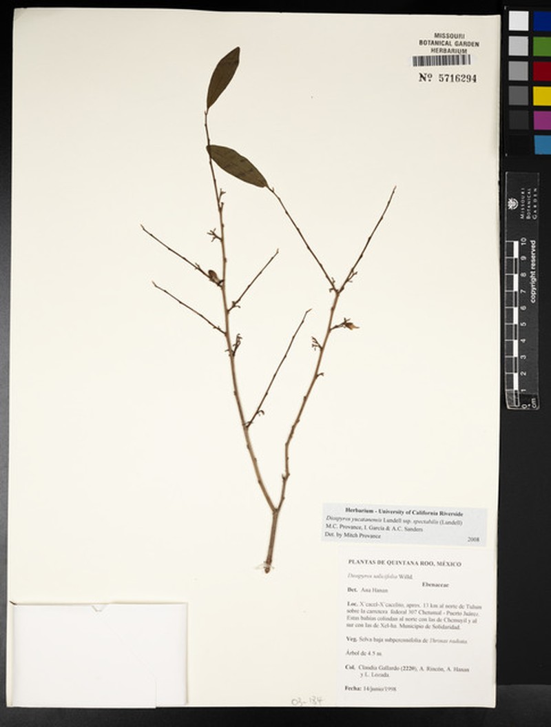 Diospyros yucatanensis subsp. spectabilis photo 6