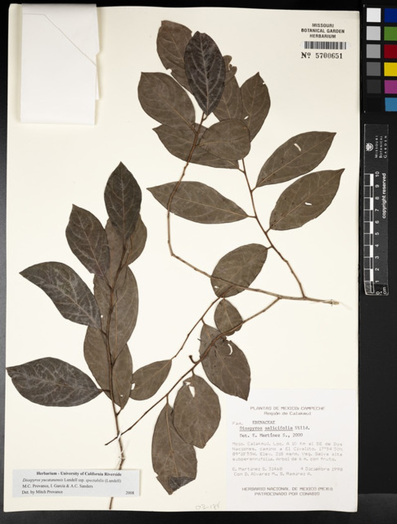 Diospyros yucatanensis subsp. spectabilis photo 7