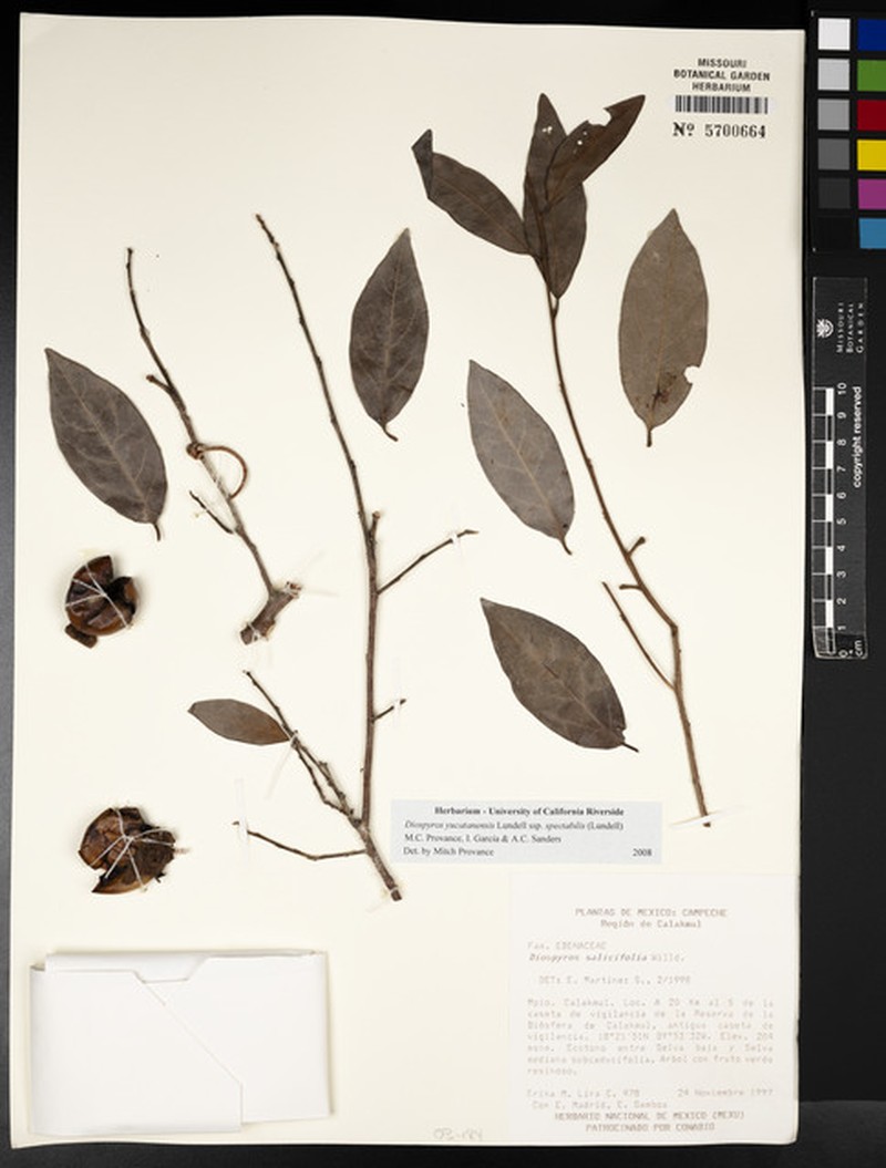 Diospyros yucatanensis subsp. spectabilis photo 8