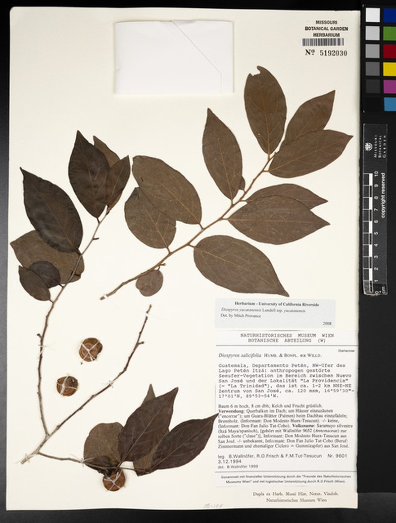 Diospyros yucatanensis subsp. yucatanensis