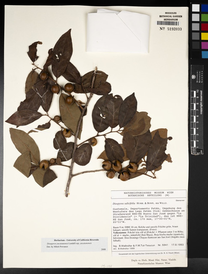 Diospyros yucatanensis subsp. yucatanensis photo 2