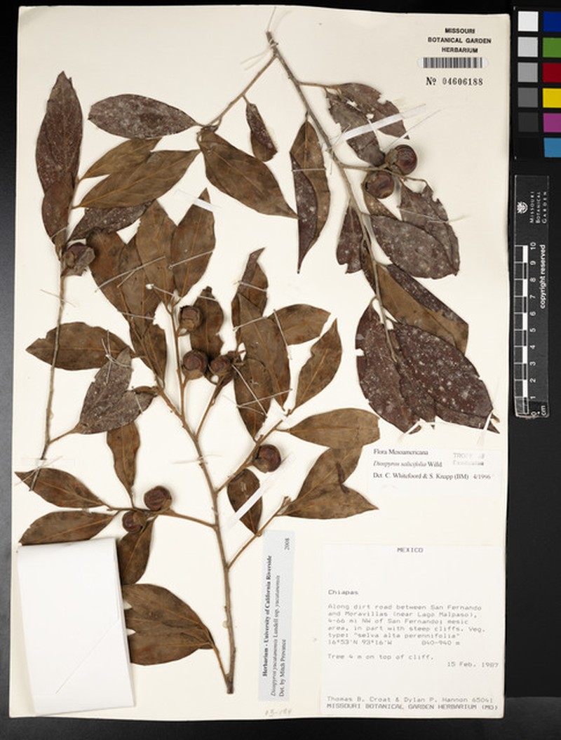 Diospyros yucatanensis subsp. yucatanensis photo 3