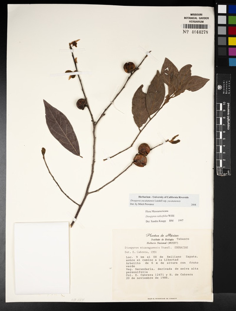 Diospyros yucatanensis subsp. yucatanensis photo 4