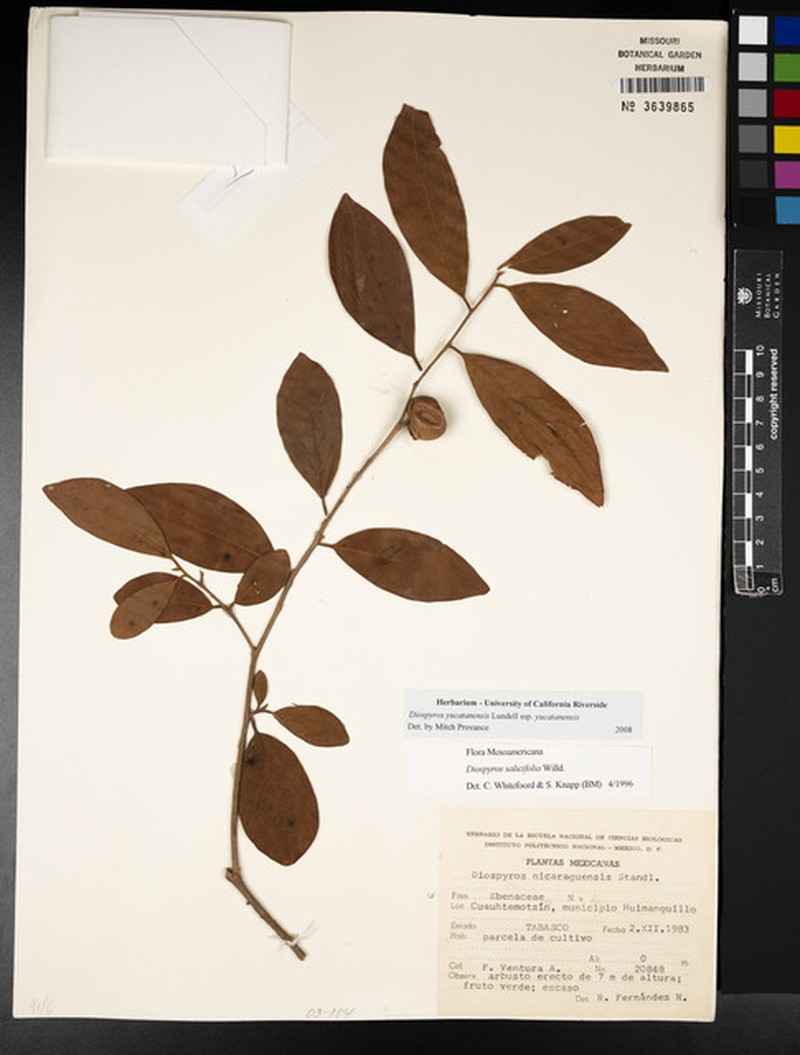Diospyros yucatanensis subsp. yucatanensis photo 5