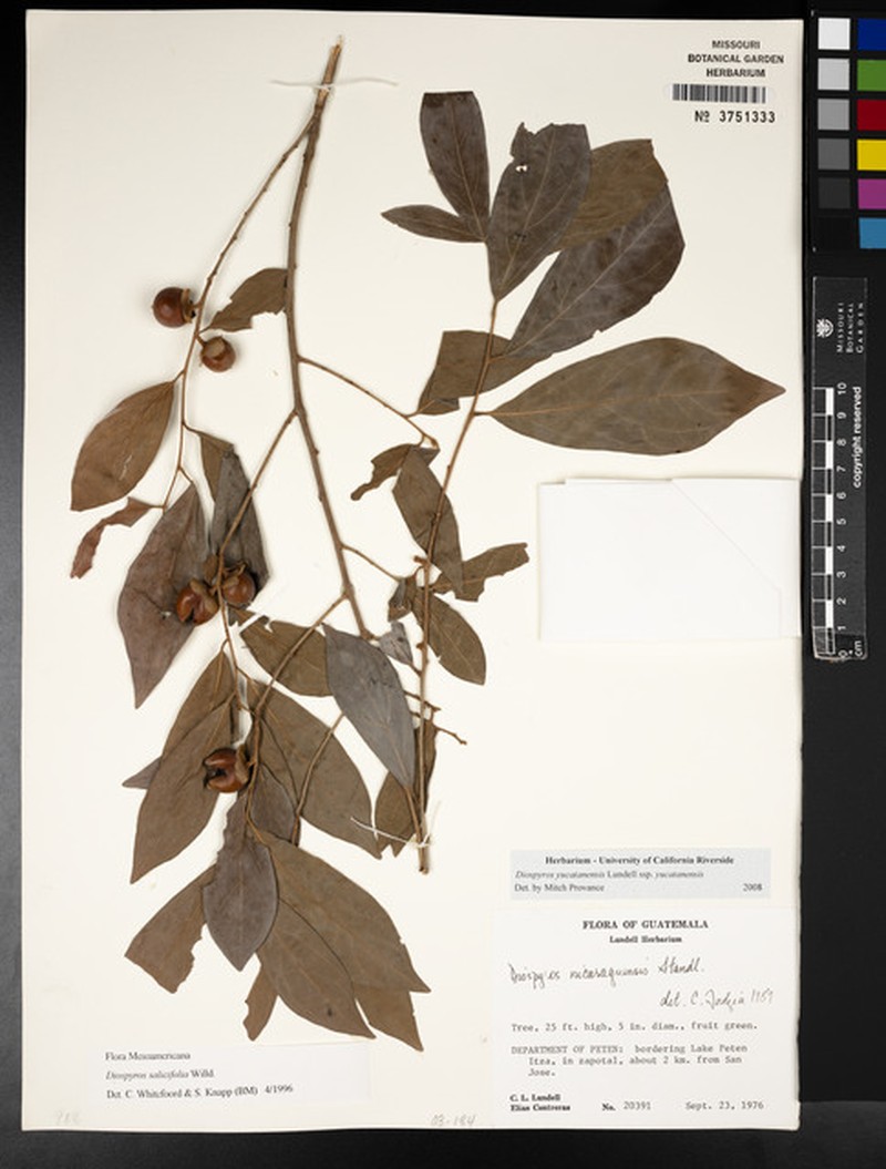 Diospyros yucatanensis subsp. yucatanensis photo 6