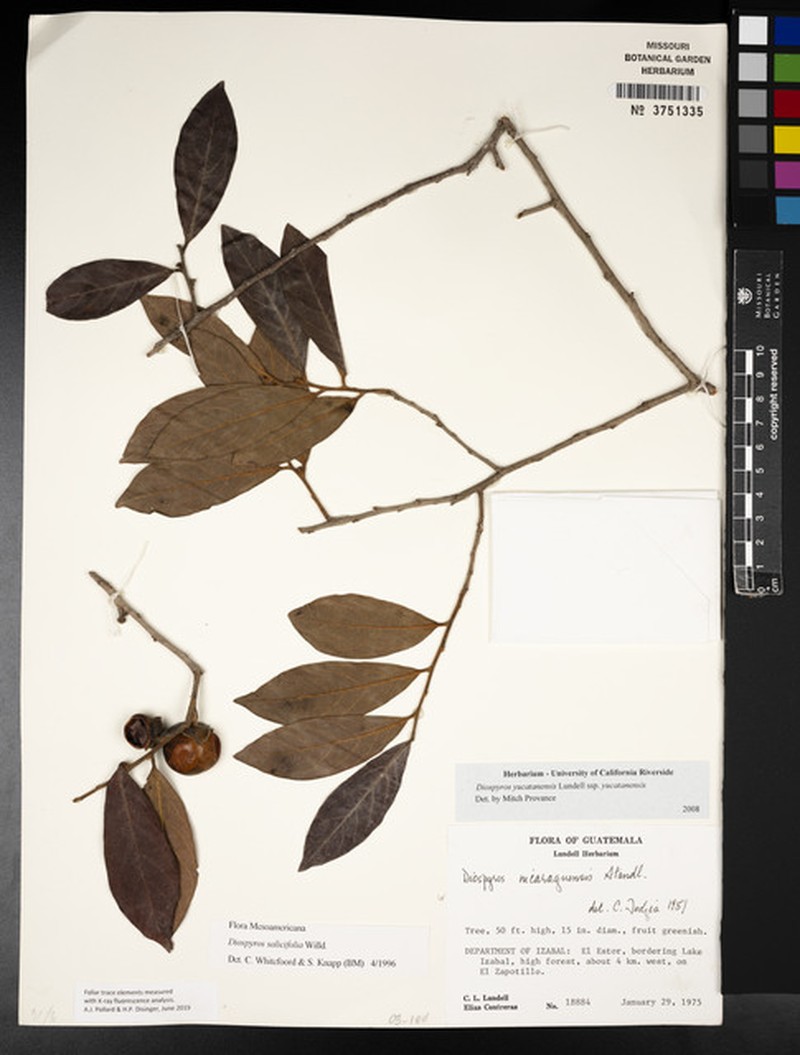 Diospyros yucatanensis subsp. yucatanensis photo 7
