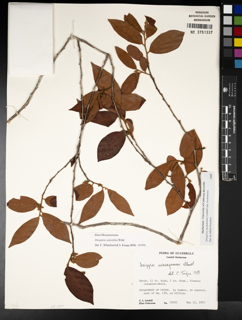 Diospyros yucatanensis subsp. yucatanensis photo 8