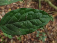 Diospyros zenkeri