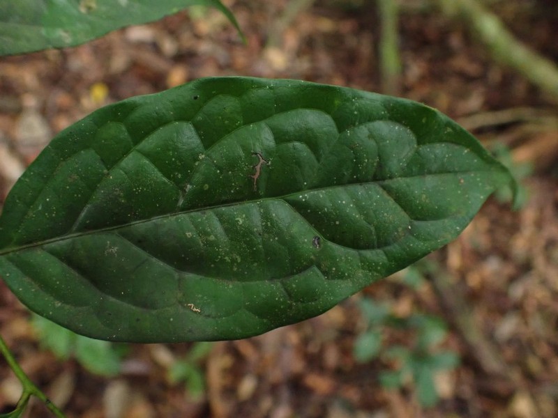 Diospyros zenkeri