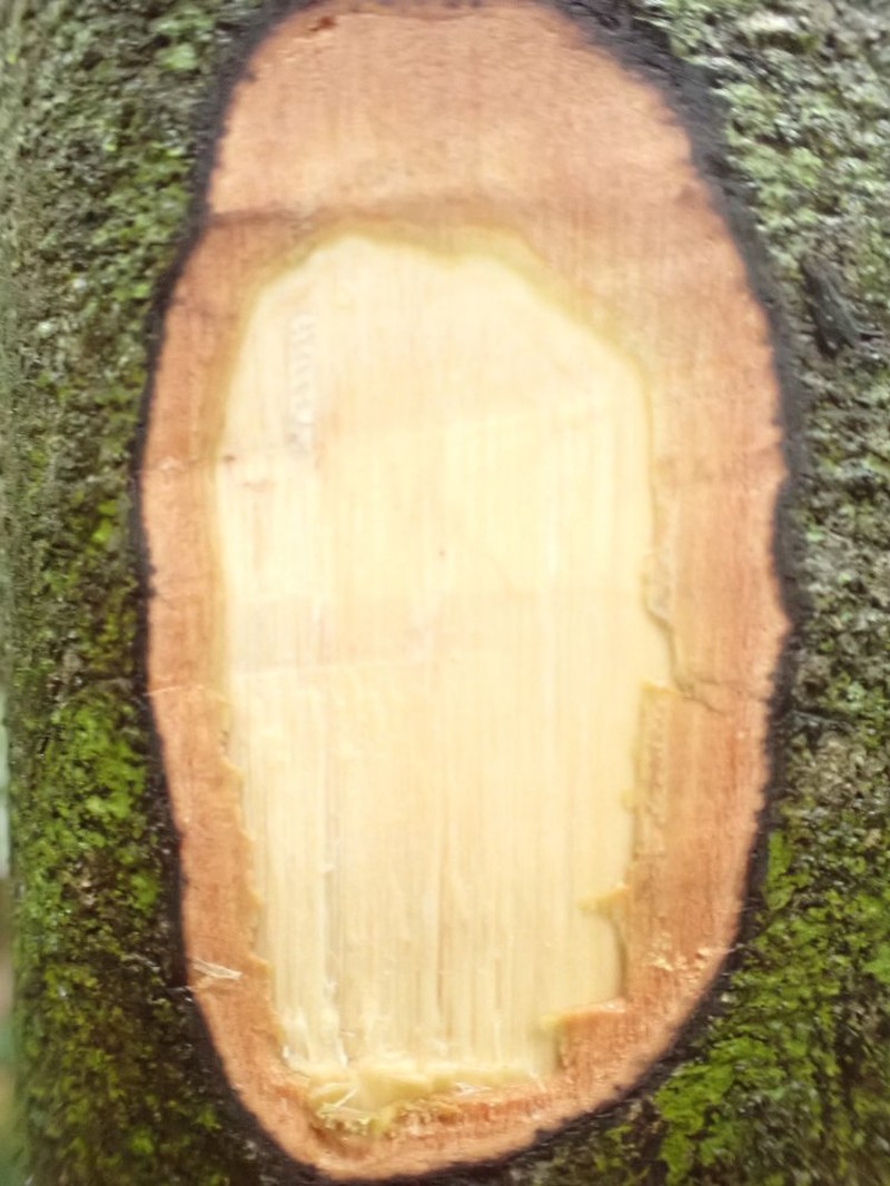 Diospyros zenkeri photo 2