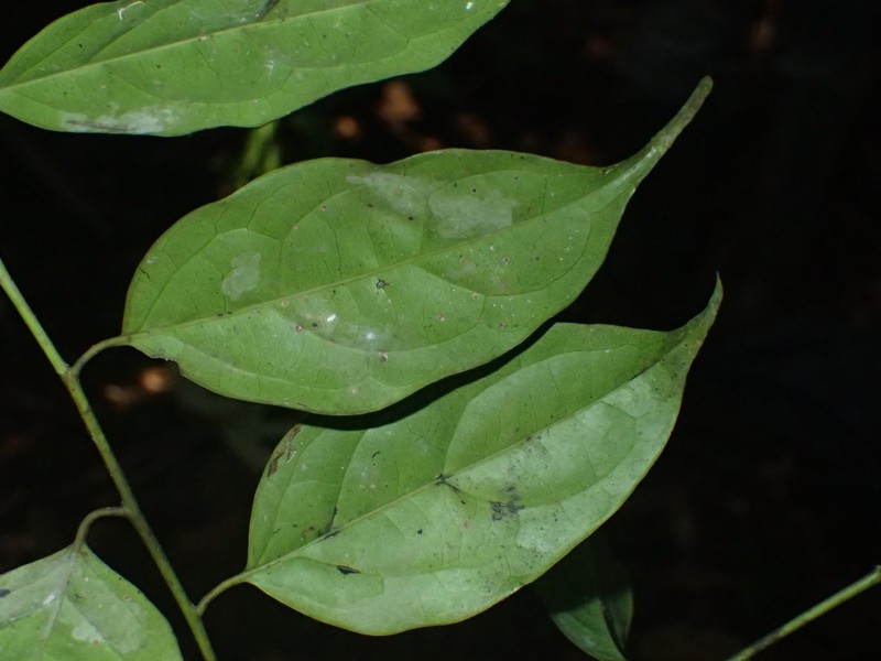 Diospyros zenkeri photo 3