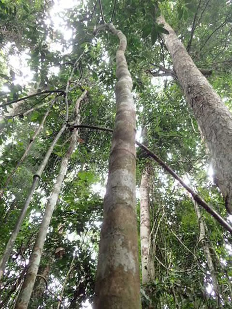Diospyros zenkeri photo 4