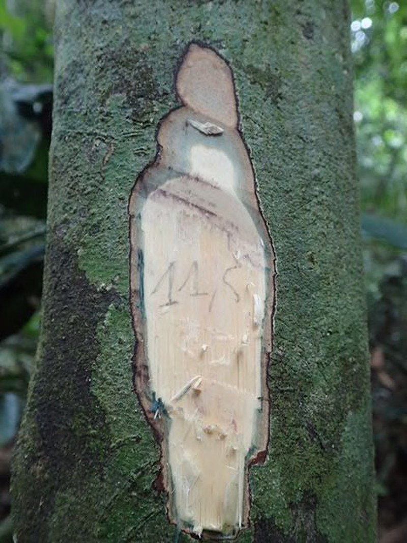 Diospyros zenkeri photo 5