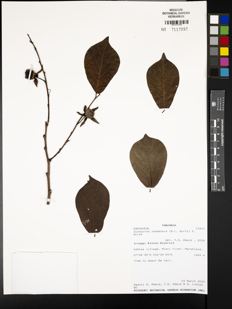 Diospyros zombensis