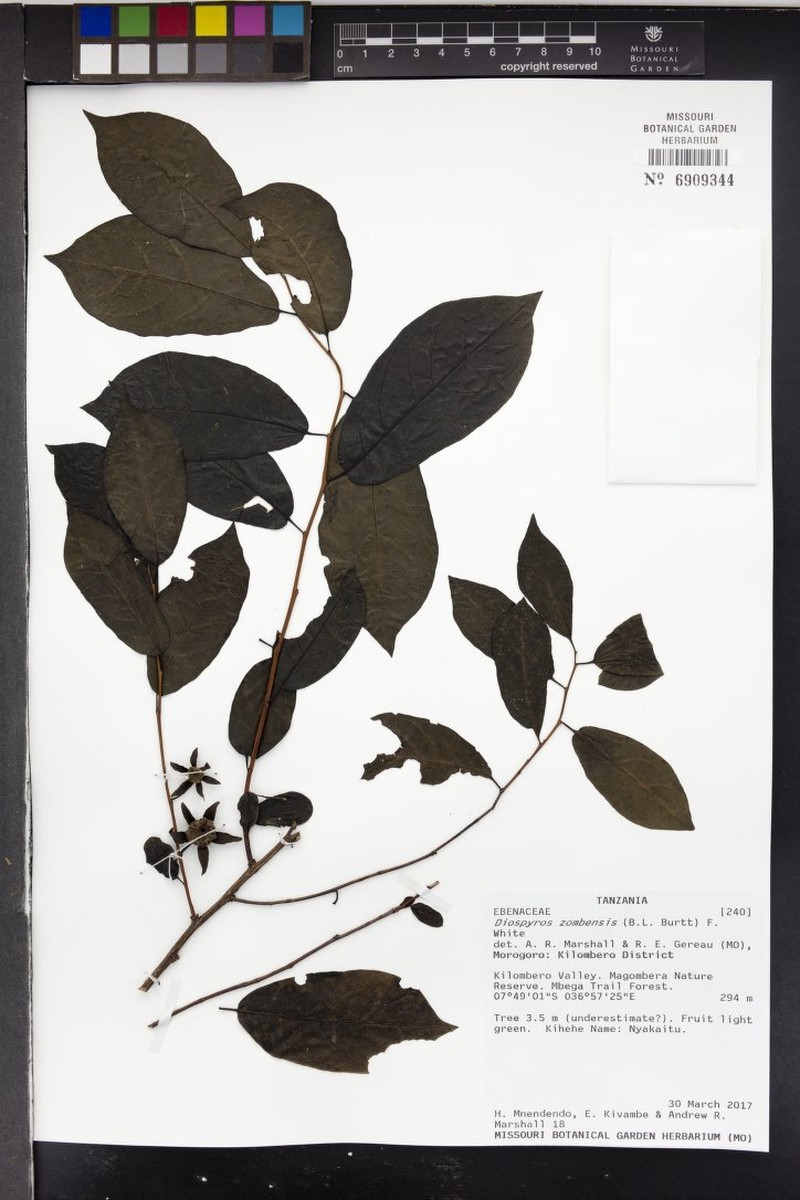 Diospyros zombensis photo 2