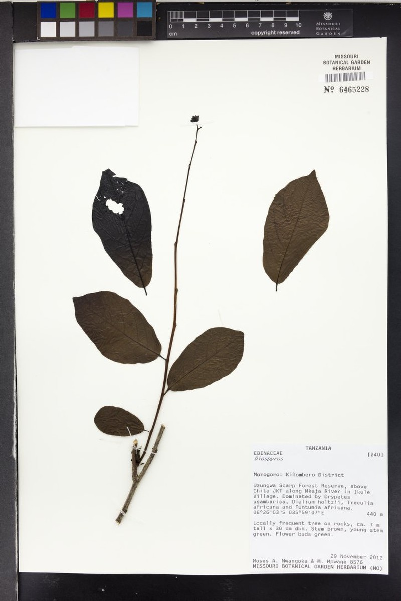 Diospyros zombensis photo 3