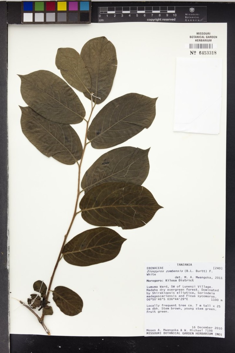 Diospyros zombensis photo 4