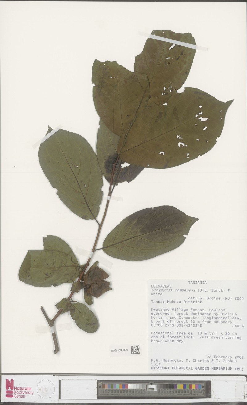 Diospyros zombensis photo 5