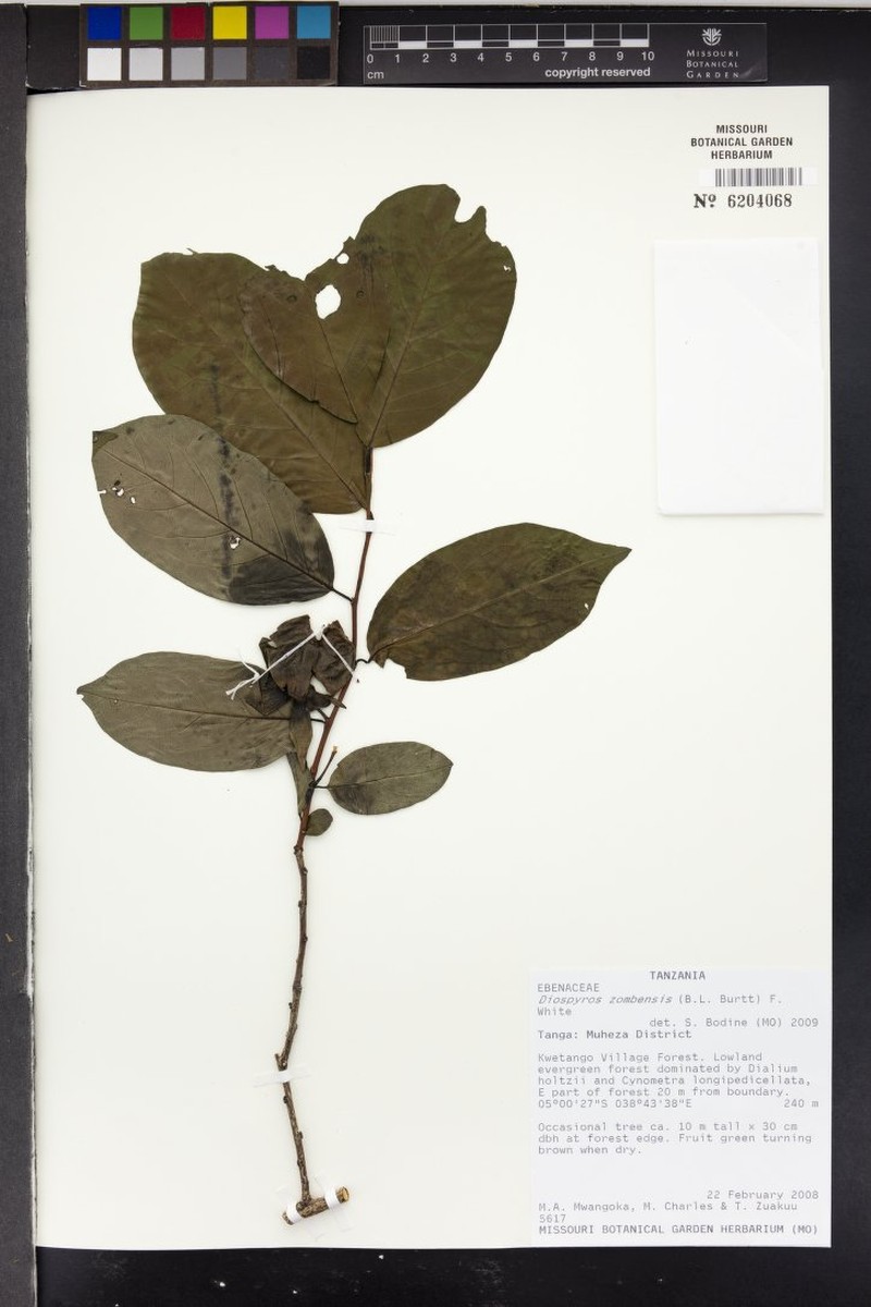 Diospyros zombensis photo 6
