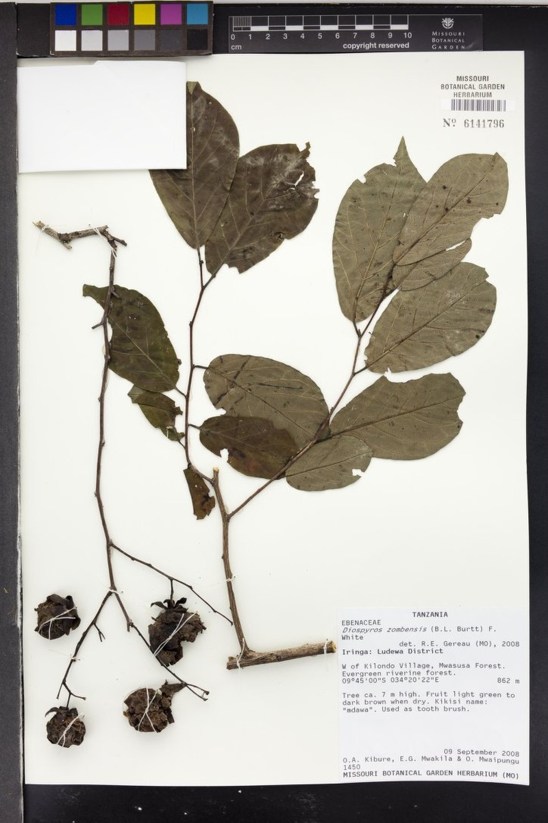 Diospyros zombensis photo 7