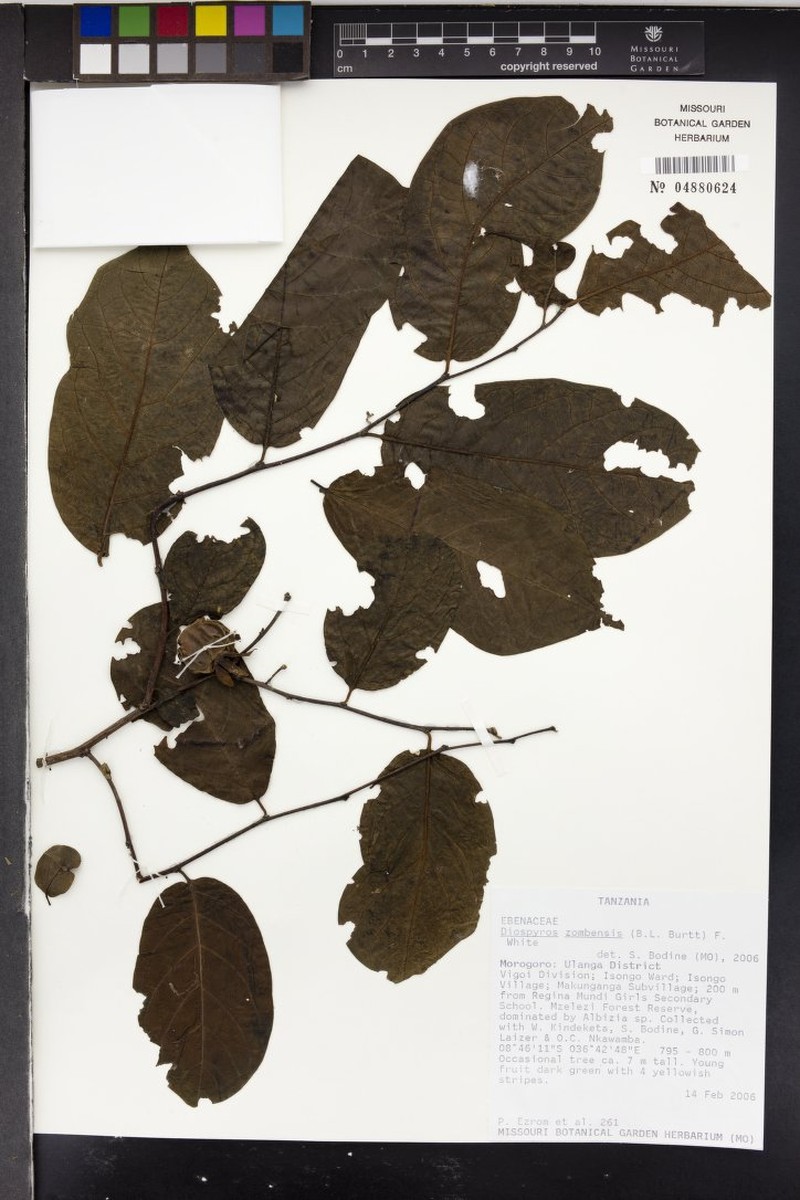 Diospyros zombensis photo 8