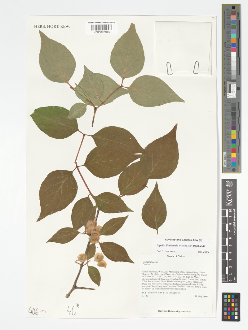Dipelta floribunda var. floribunda
