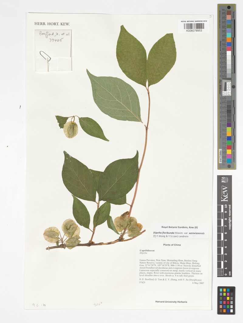 Dipelta floribunda var. wenxianensis