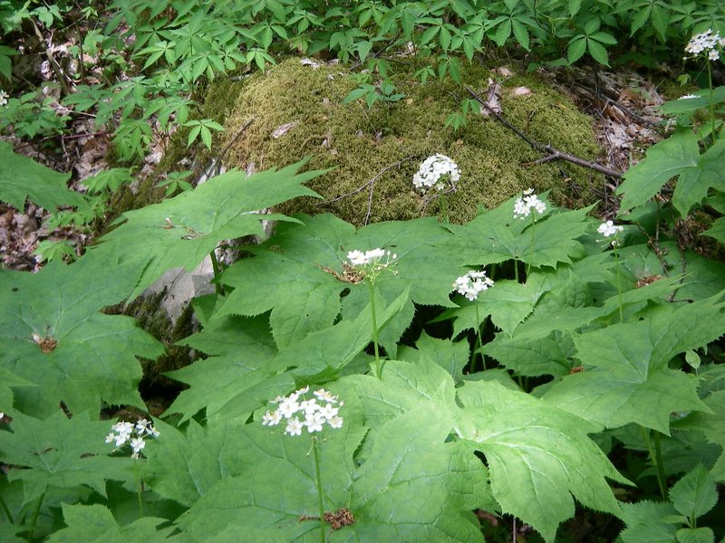 American Umbrellaleaf photo 4
