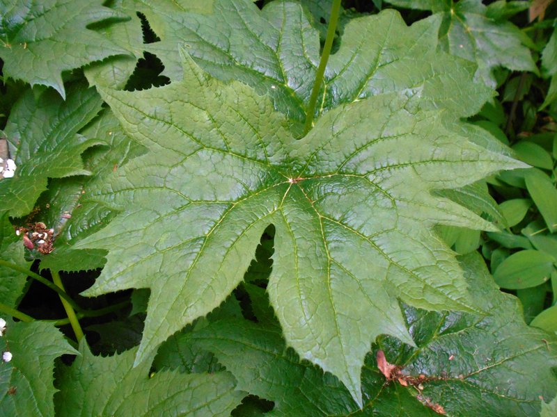 American Umbrellaleaf photo 5