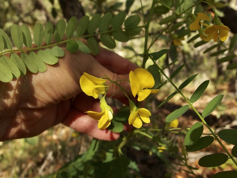 Thurber's Diphysa