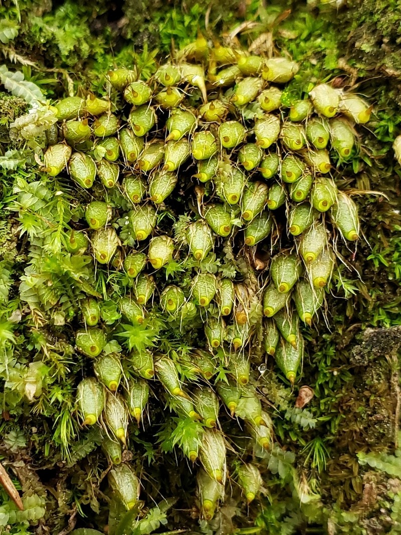 Diphyscium Moss
