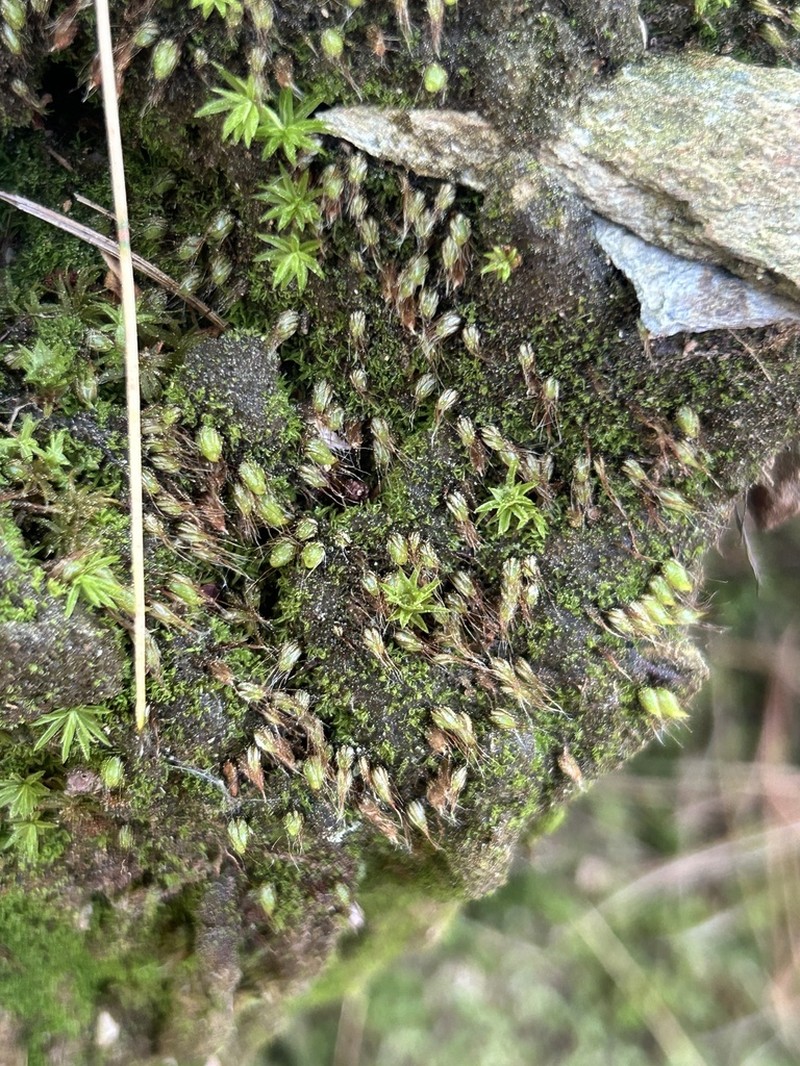 Diphyscium Moss photo 2