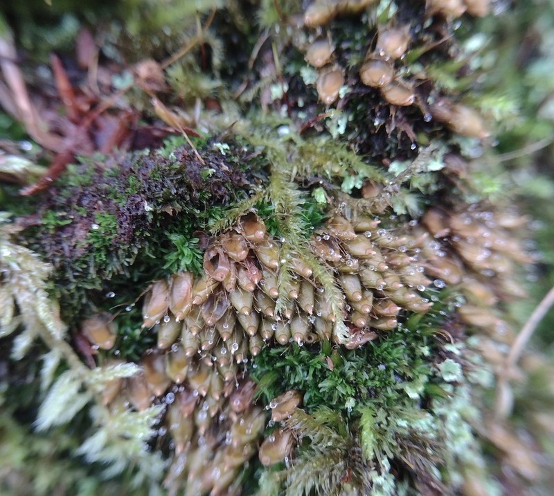 Diphyscium Moss photo 3